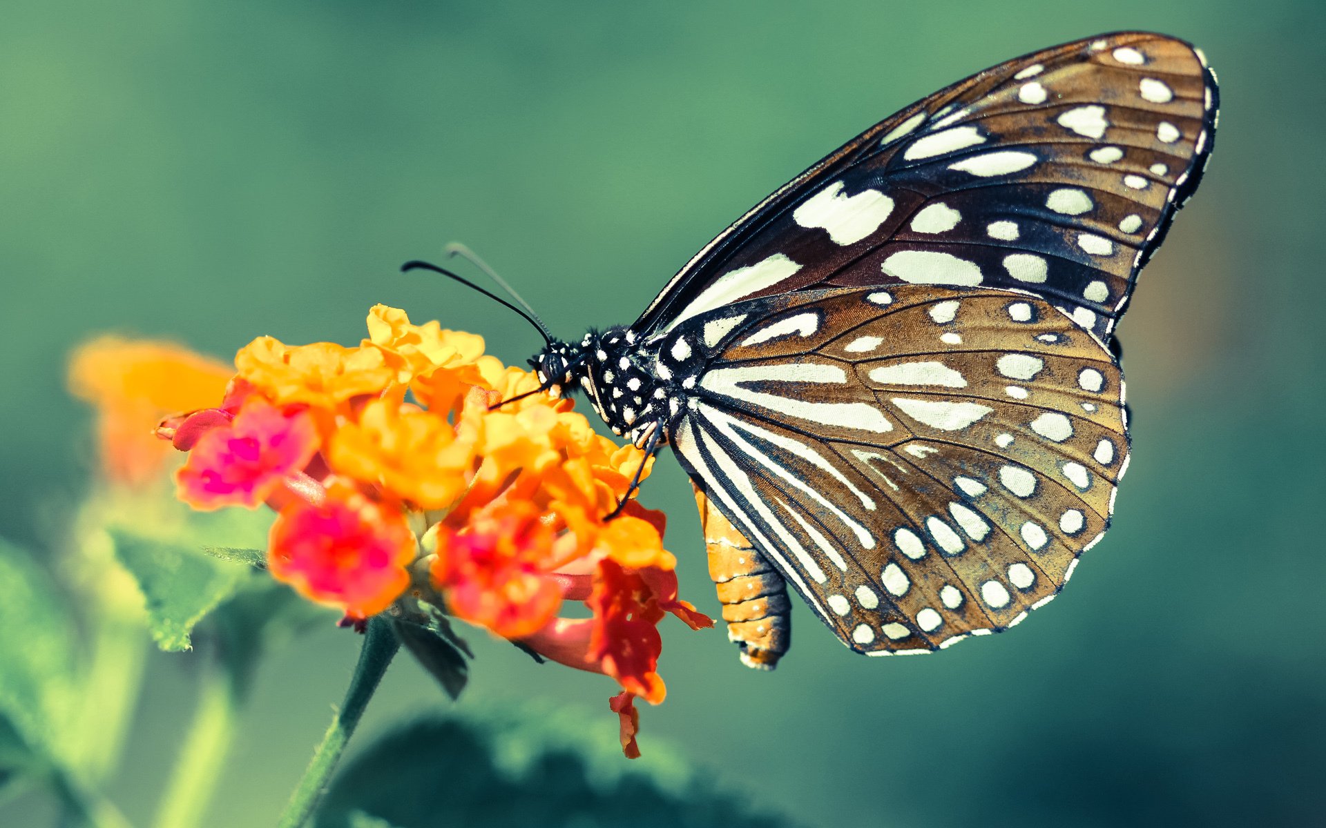 杜兰特统治全场，灰熊关键战突围广东队